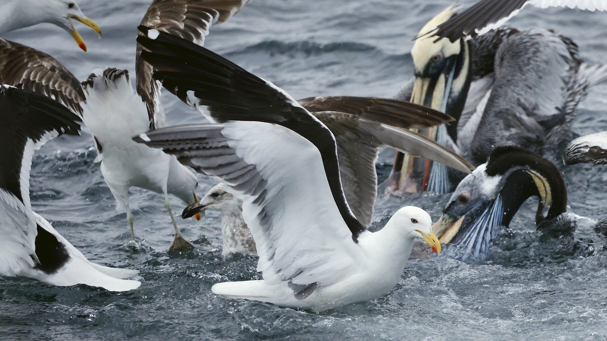 Kelp Gull - ML647238179