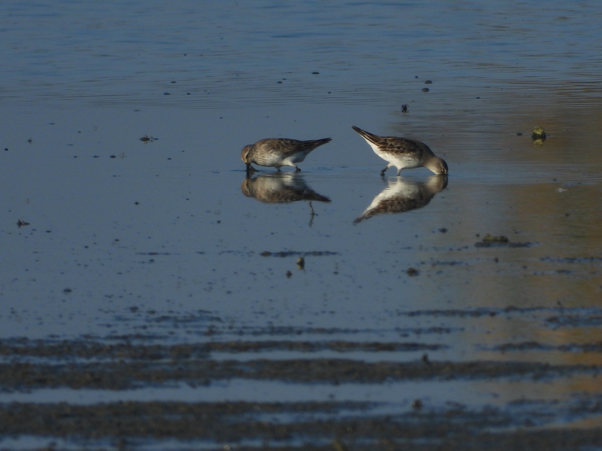 コシジロウズラシギ - ML647238184