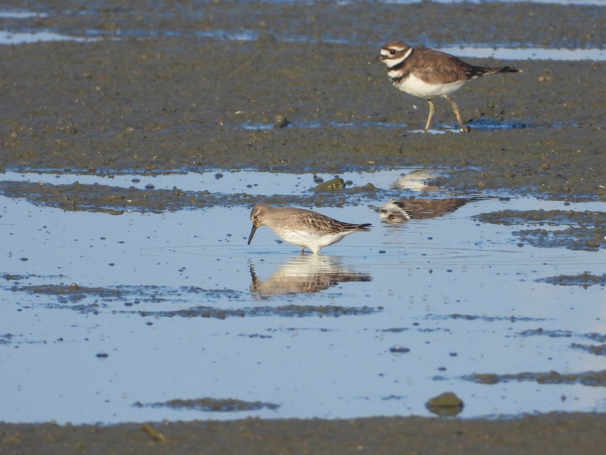 コシジロウズラシギ - ML647238185