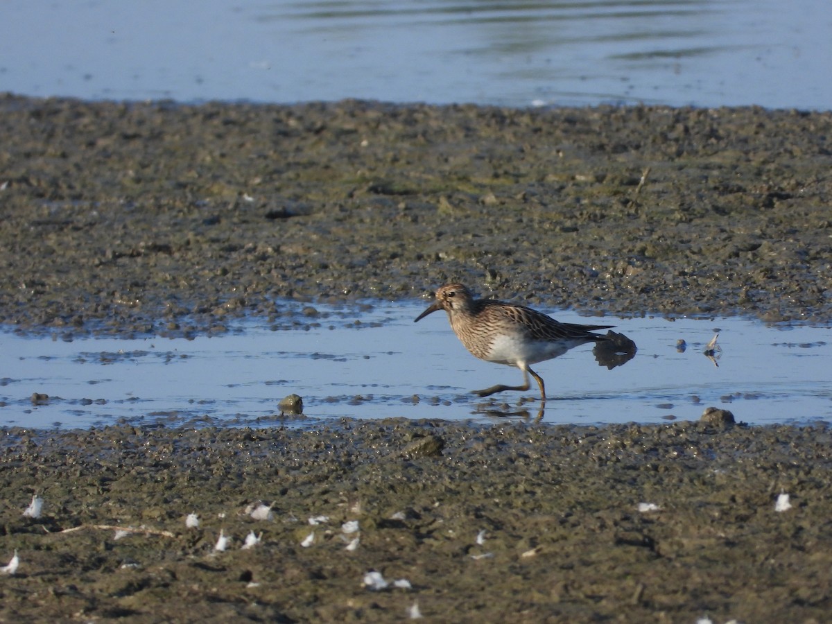 Pectoral Sandpiper - ML647238188