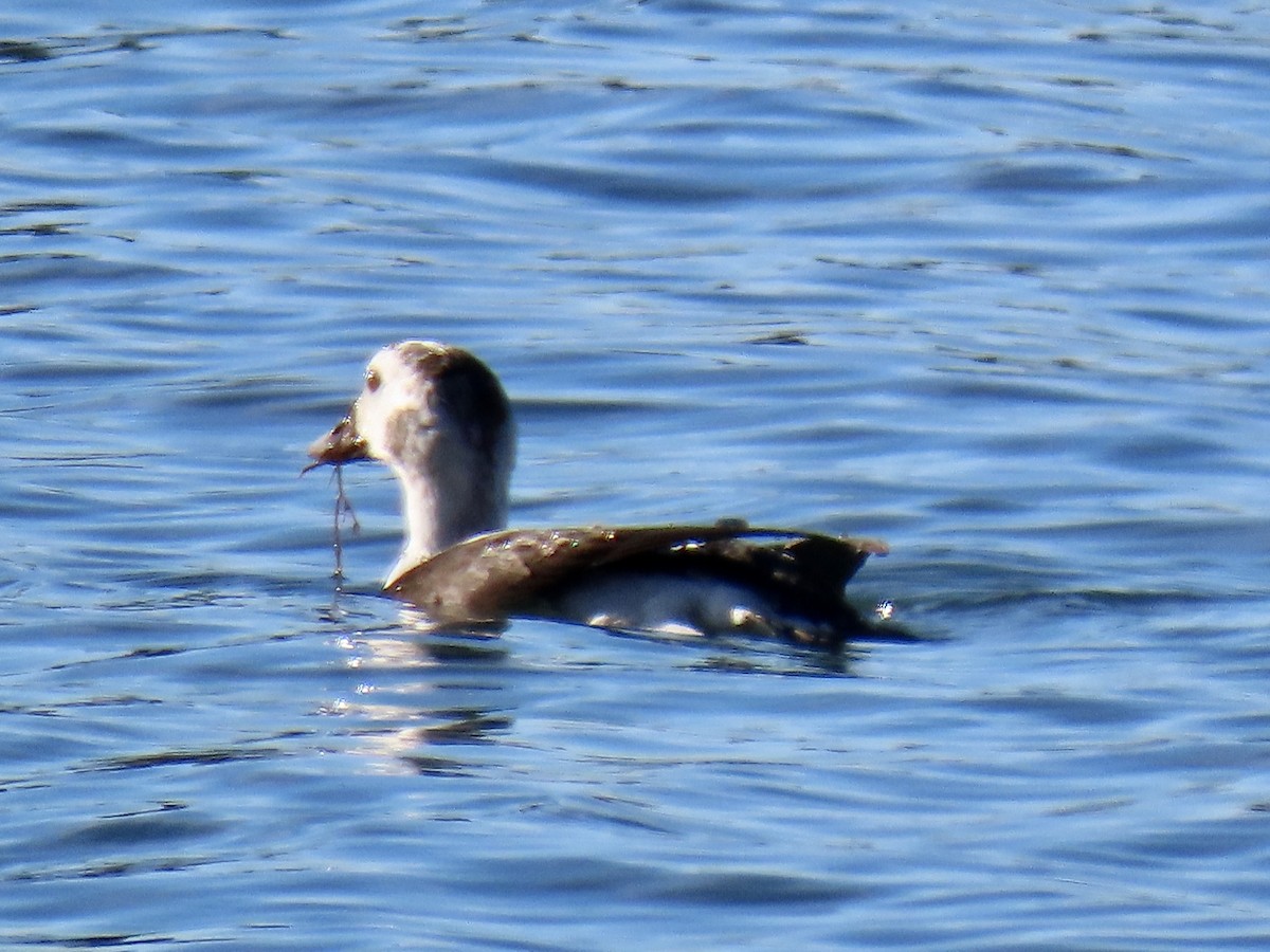 Мөнгөлөг шунгаахай - ML647238189