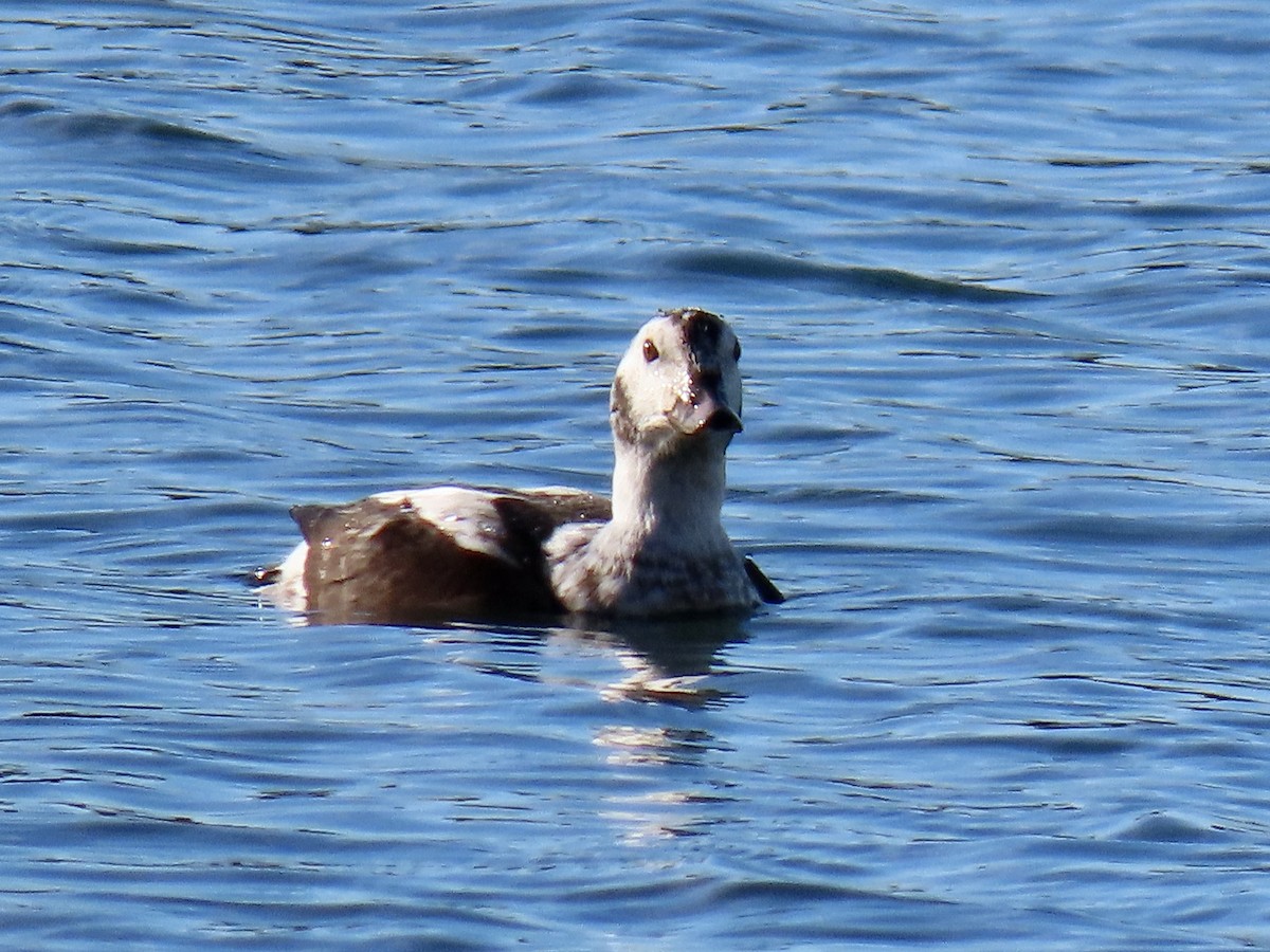 Мөнгөлөг шунгаахай - ML647238190