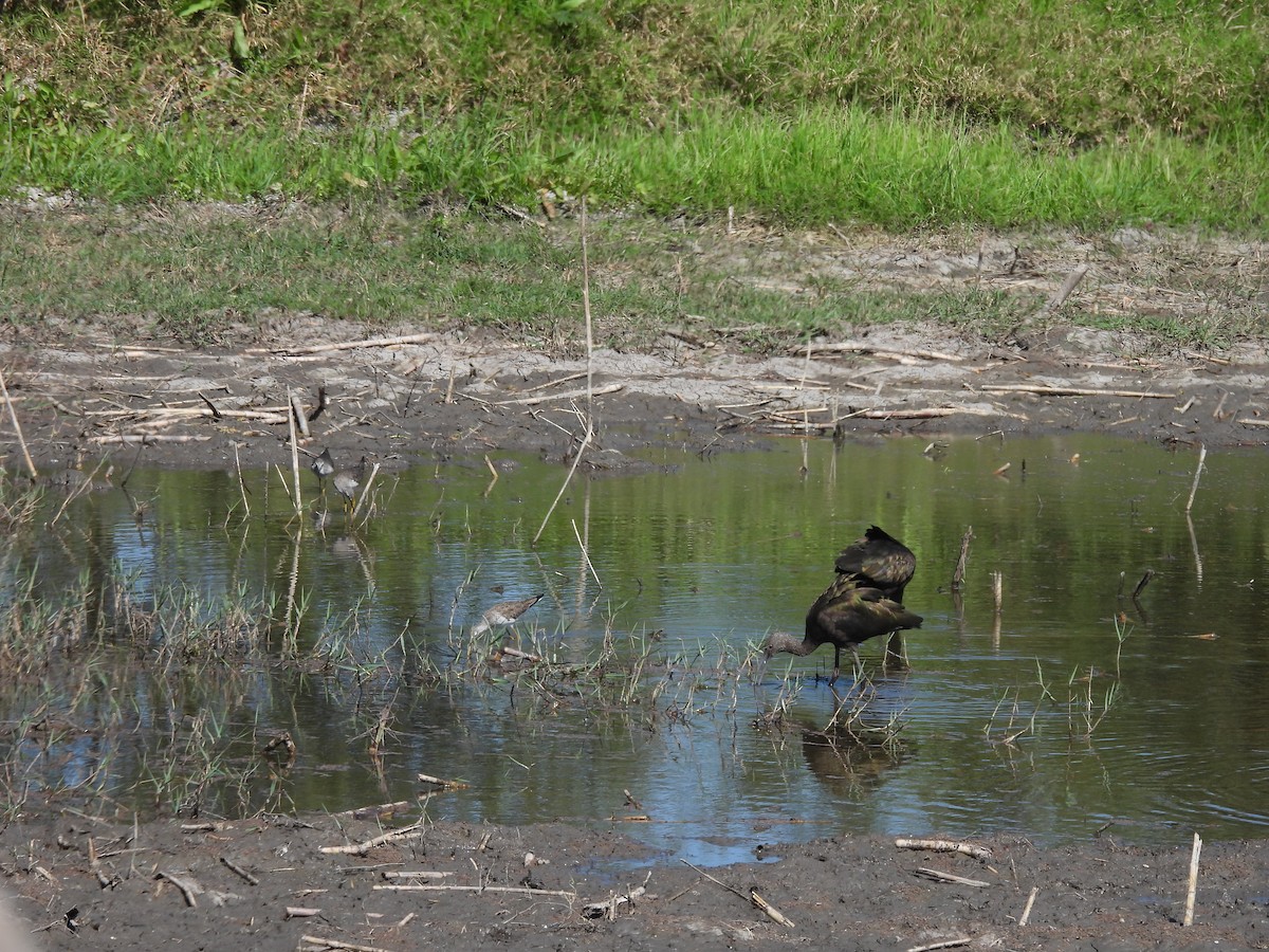 Beltzaran musuzuria - ML647238194