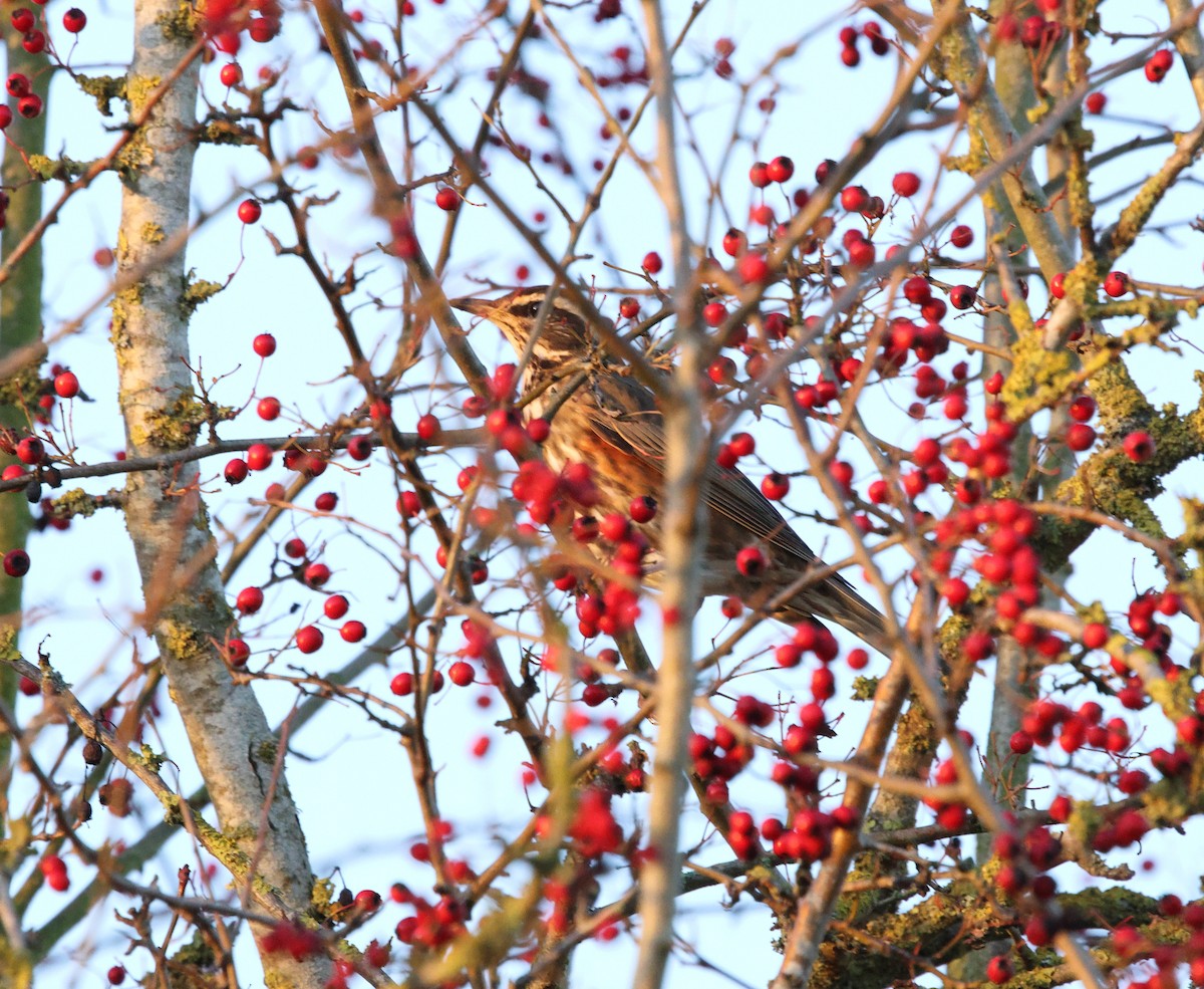 Redwing - ML647238202