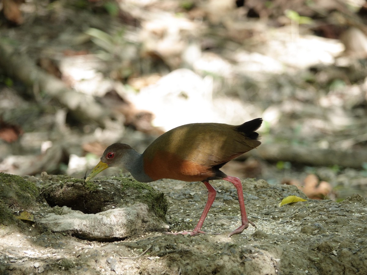 Gray-cowled Wood-Rail - ML647238207