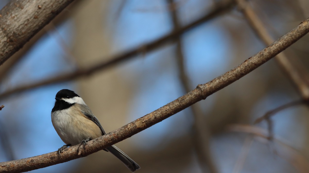 Black-capped Chickadee - ML647238212