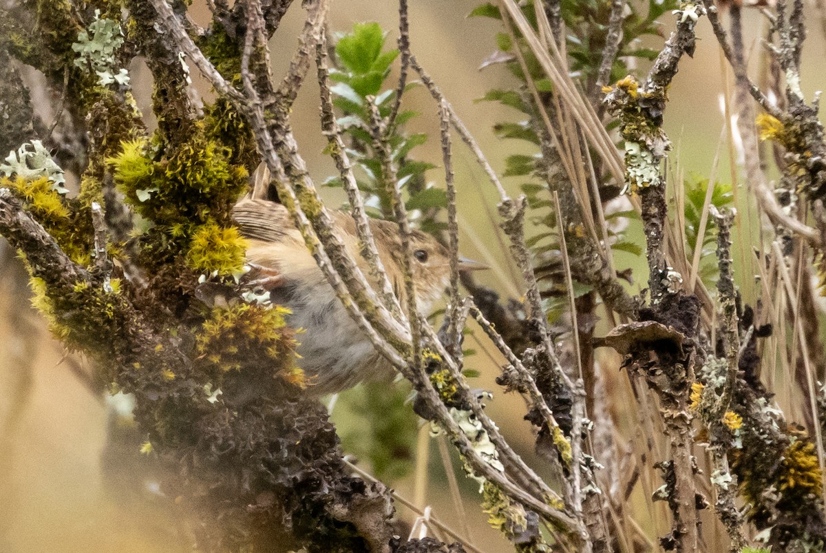 Grass Wren (Paramo) - ML647238216