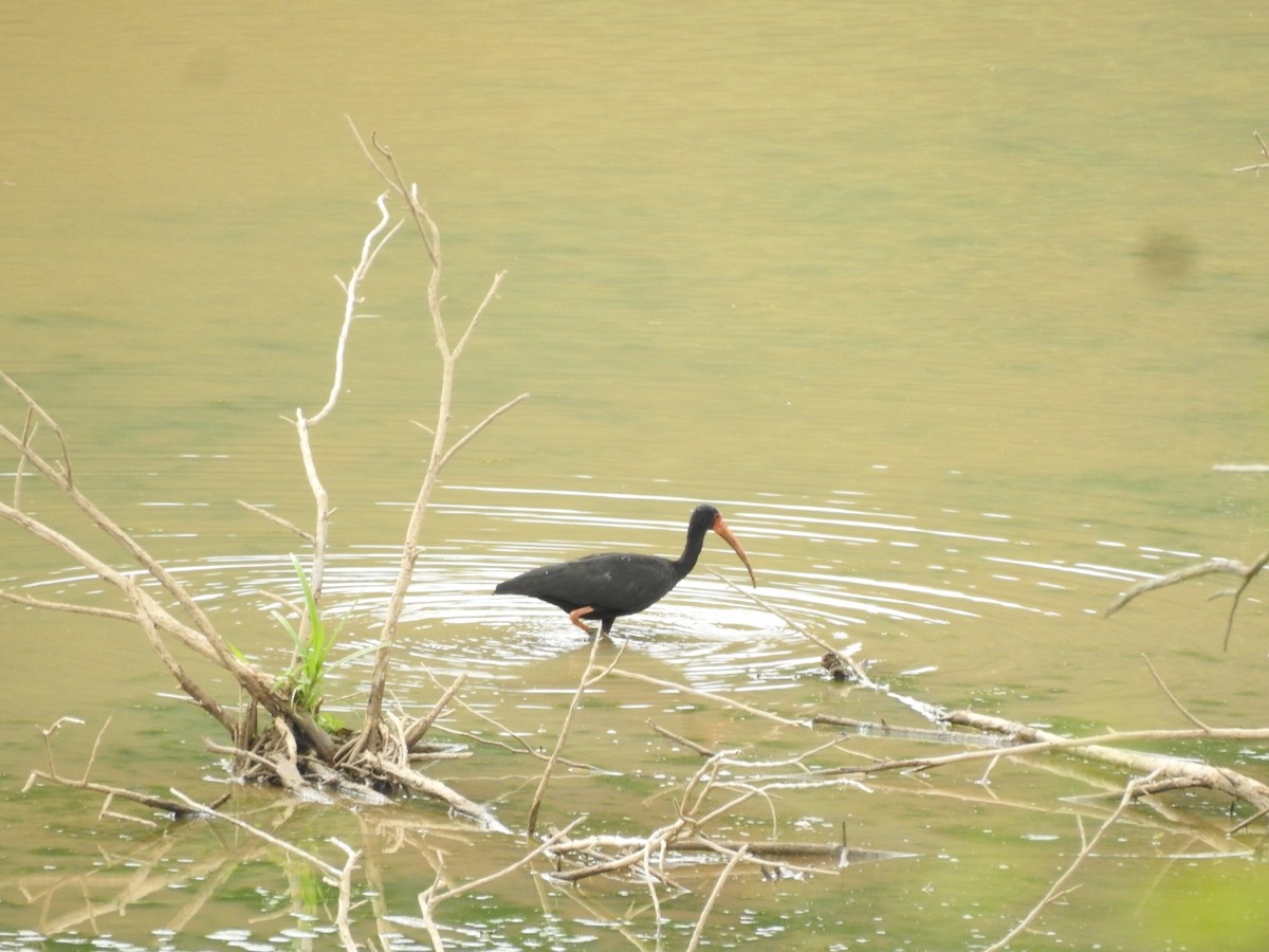 Bare-faced Ibis - ML647238217