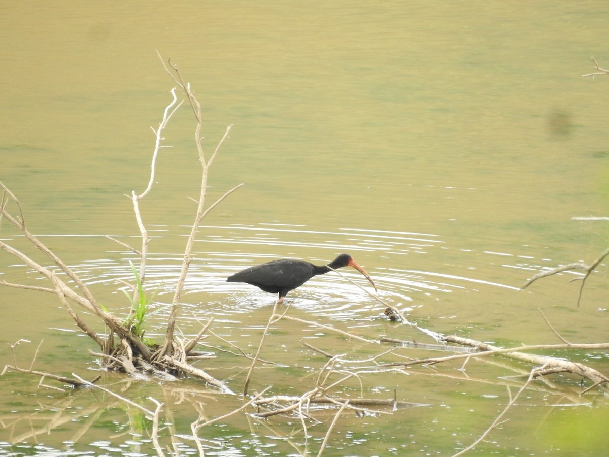 Bare-faced Ibis - ML647238218
