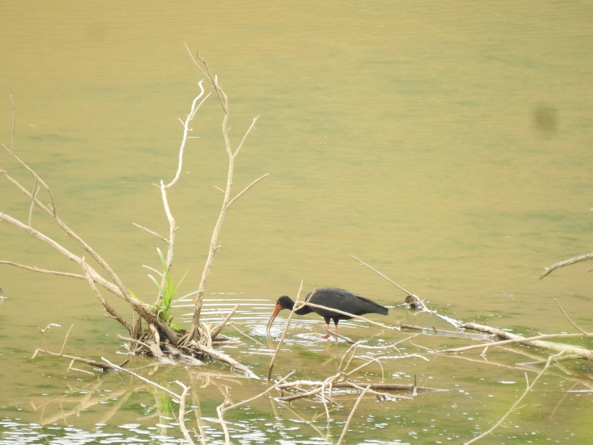 Bare-faced Ibis - ML647238219