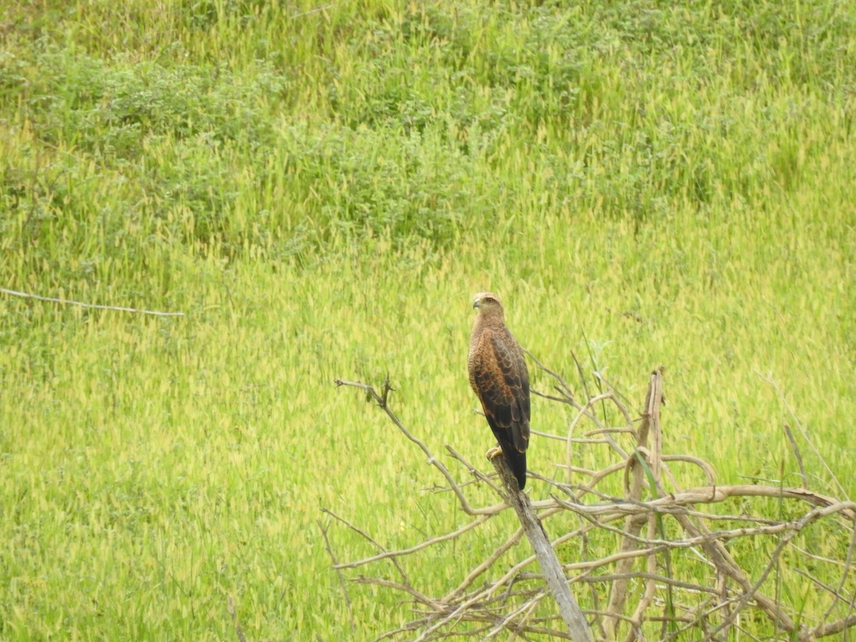 Busardo Sabanero - ML647238230