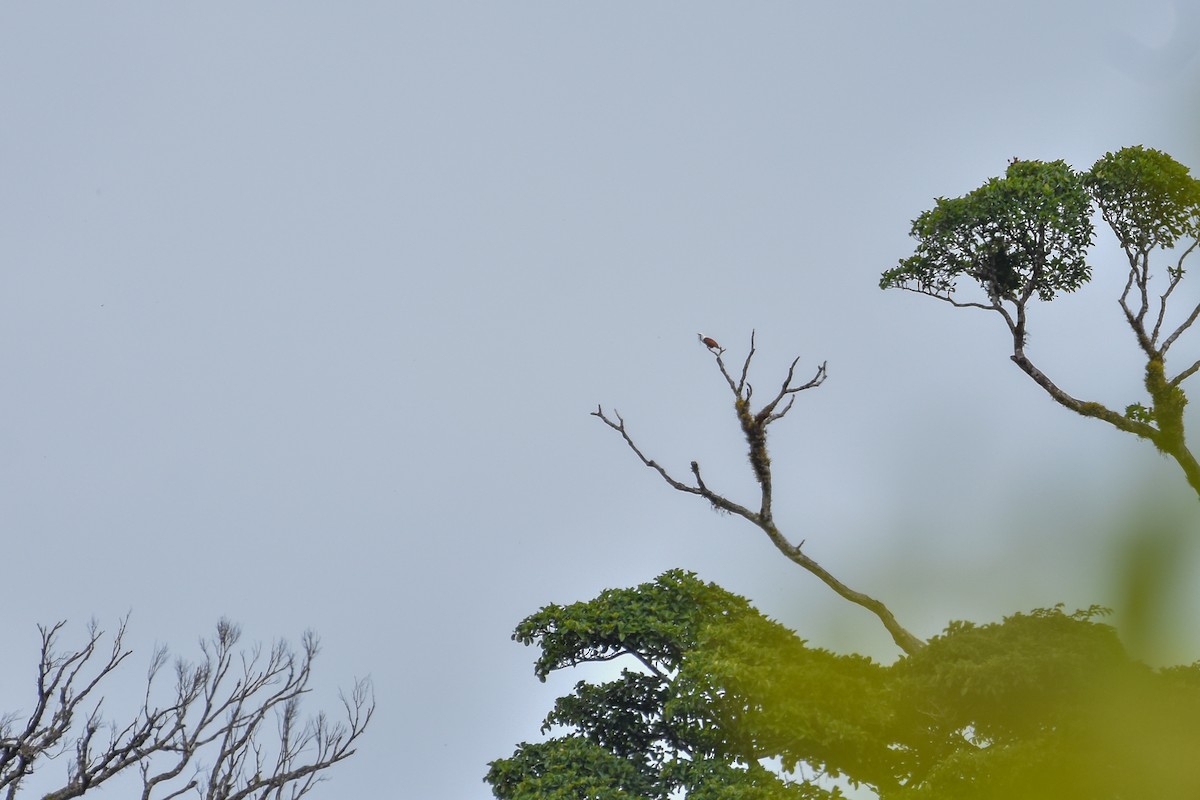 Three-wattled Bellbird - ML647238231