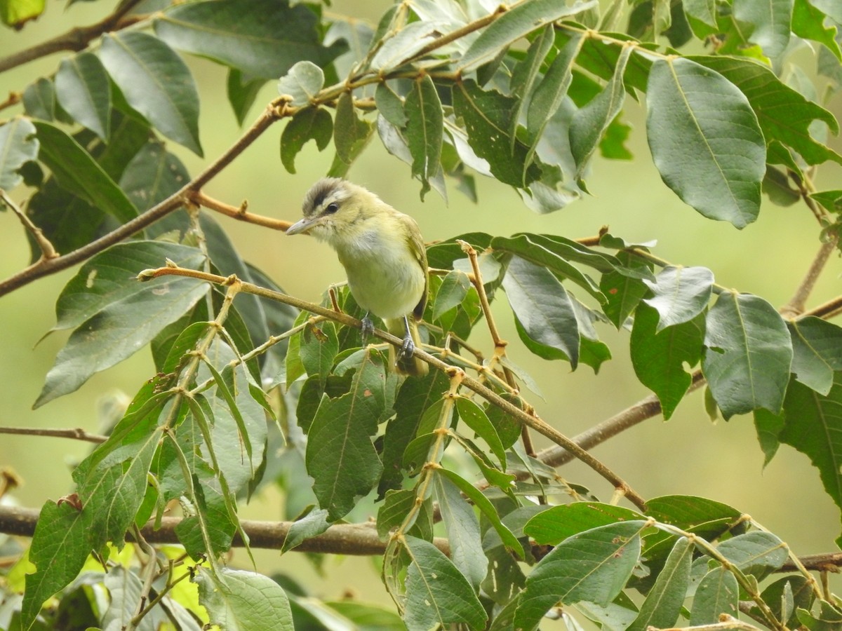 Chivi Vireo - ML647238239