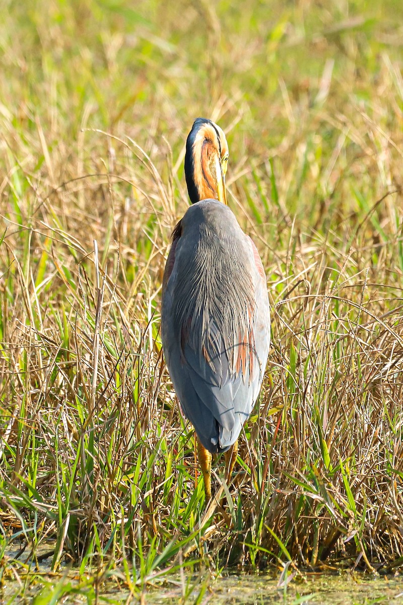 Airone rosso - ML647238249