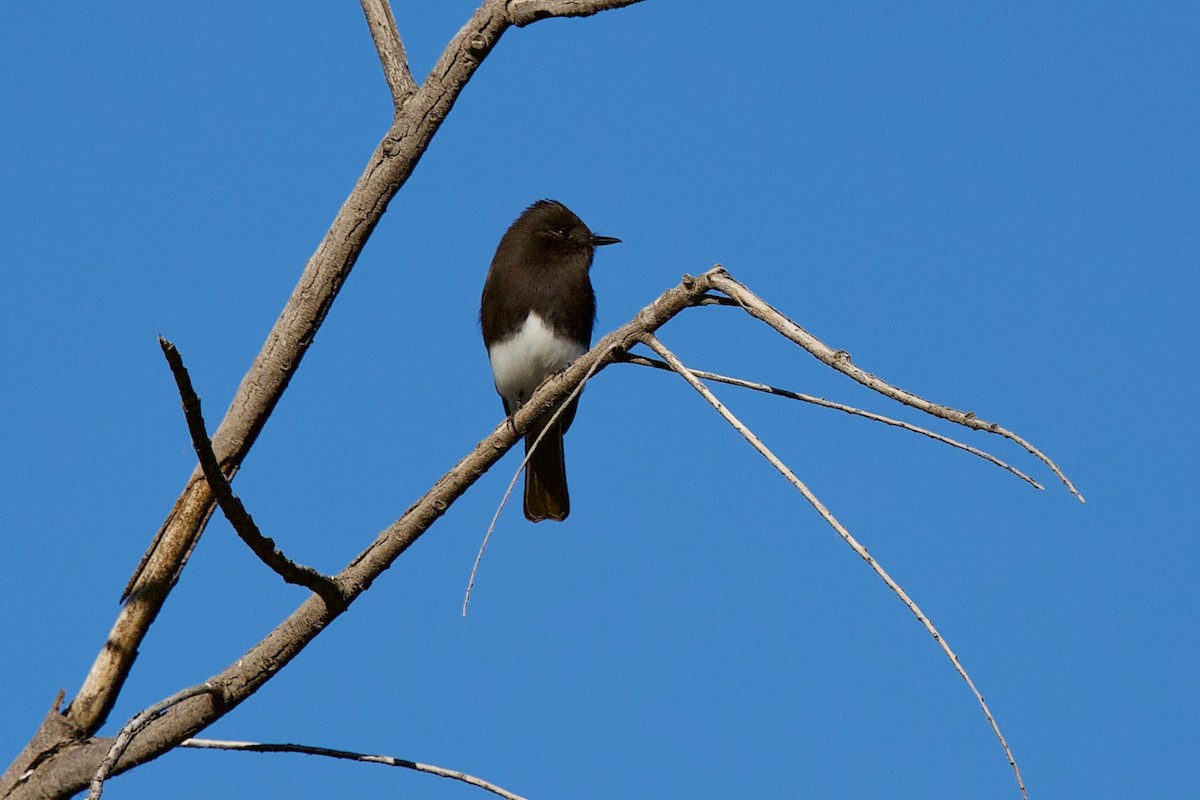 Black Phoebe - ML647238250