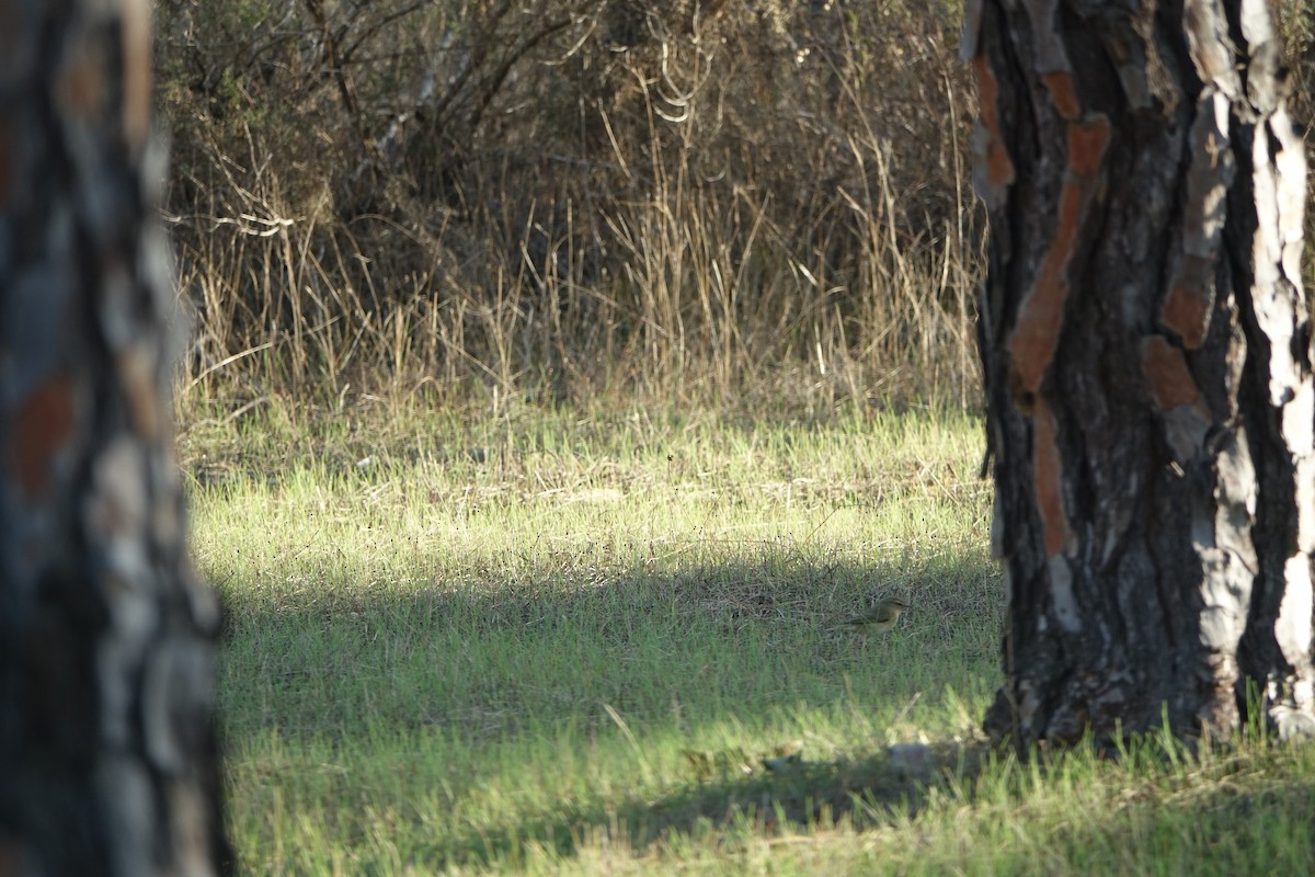 Урианхайн дууч шувуу - ML647238251