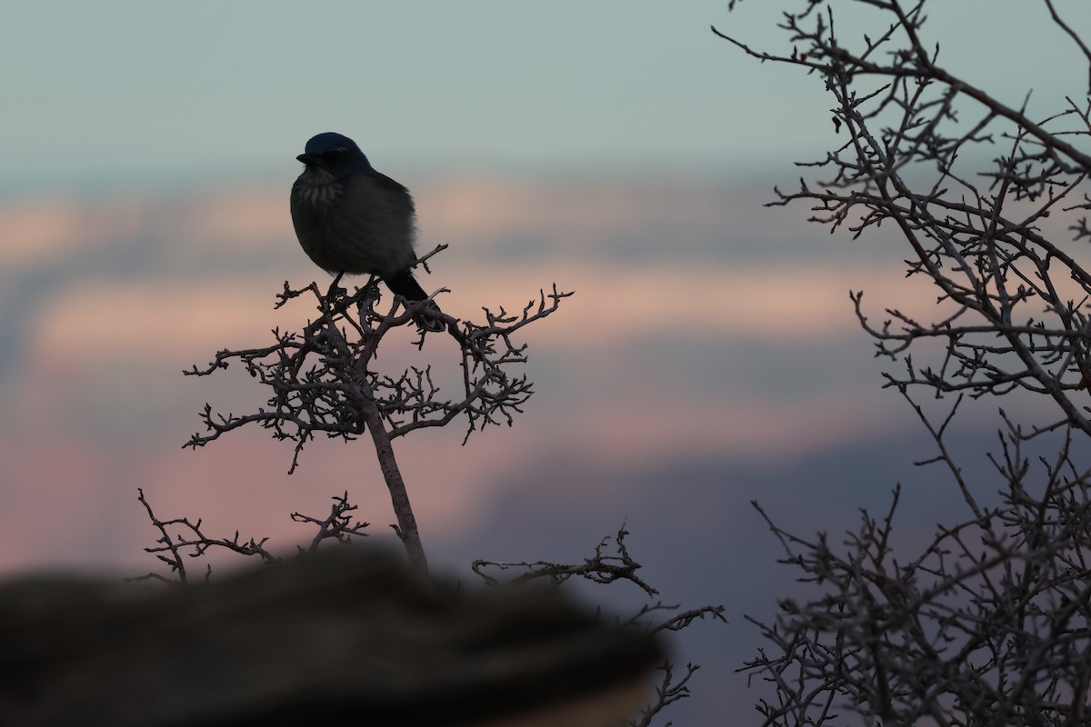 Woodhouse's Scrub-Jay - ML647238256