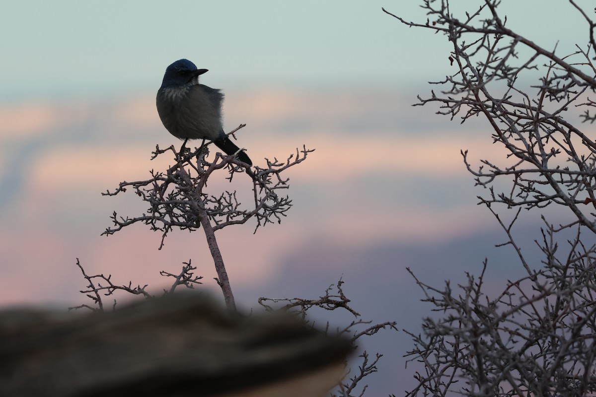 Woodhouse's Scrub-Jay - ML647238257