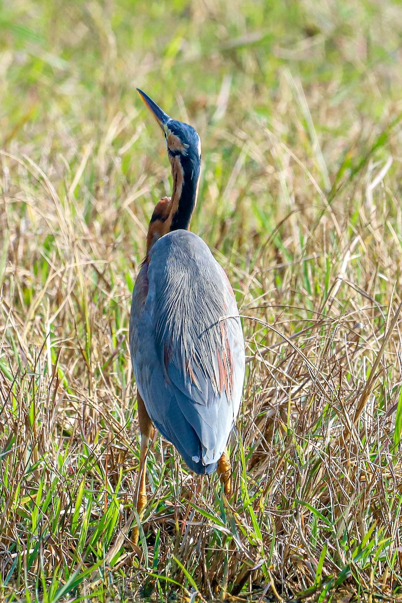 Airone rosso - ML647238272