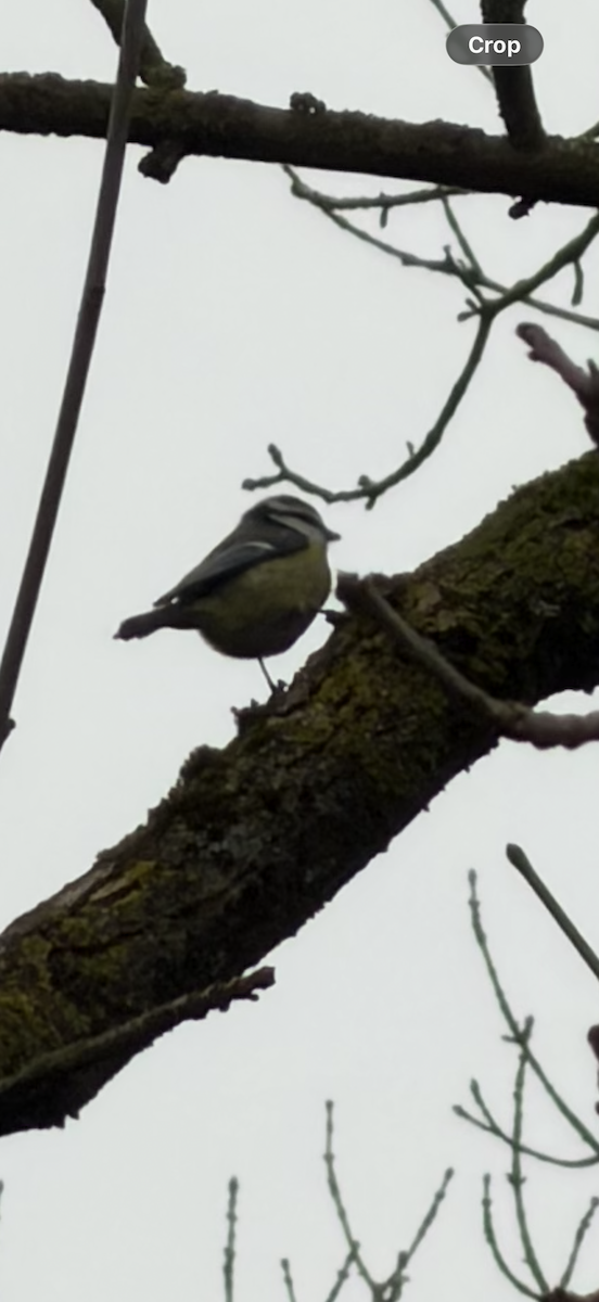 Herrerillo Común - ML647238276