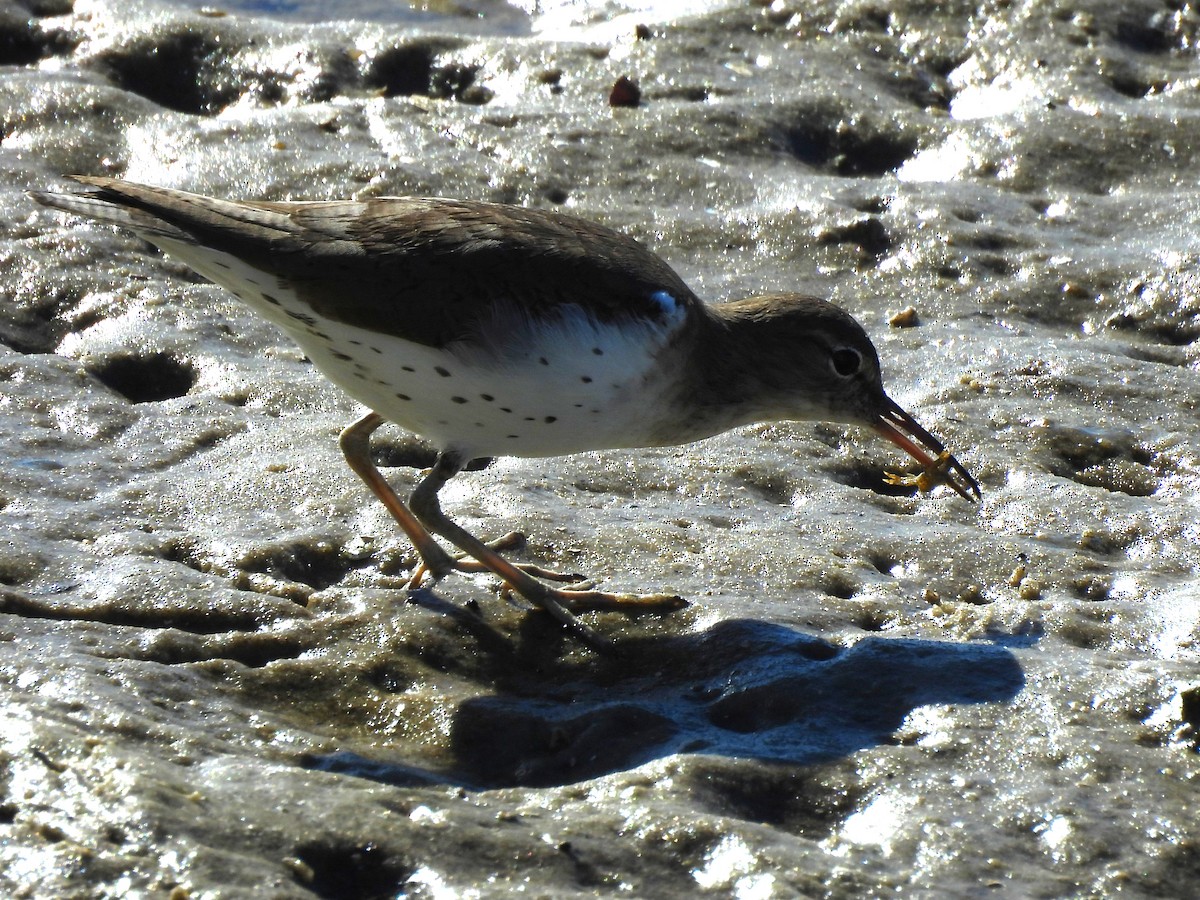 Benekli Düdükçün - ML647238281