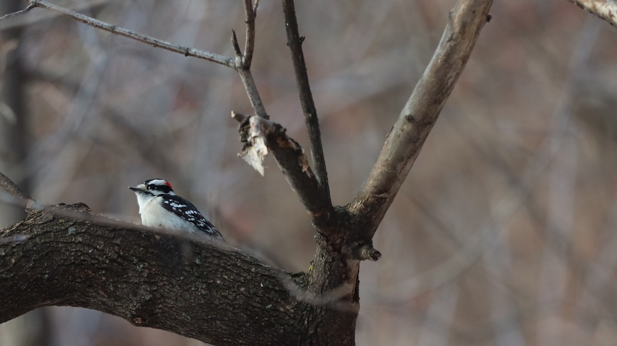Downy Woodpecker - ML647238285