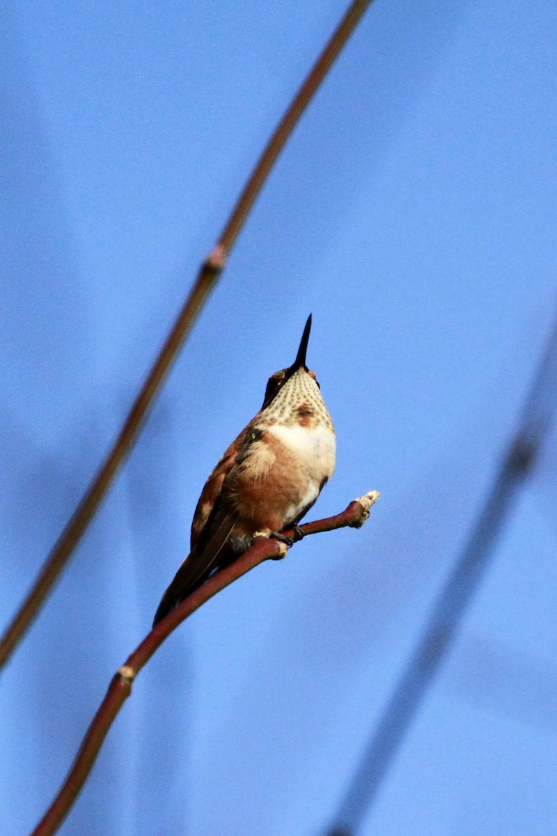 Rufous/Allen's Hummingbird - ML647238289