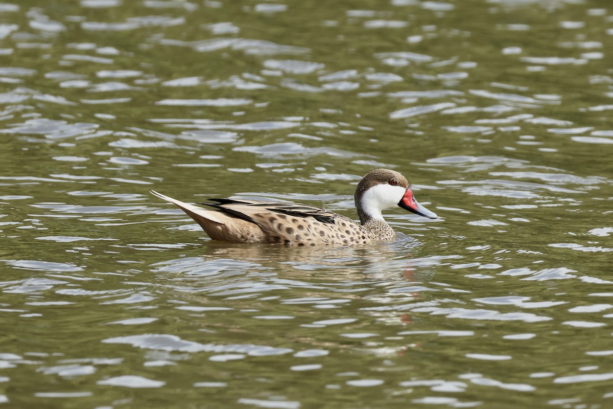 White-cheeked Pintail - ML647238294
