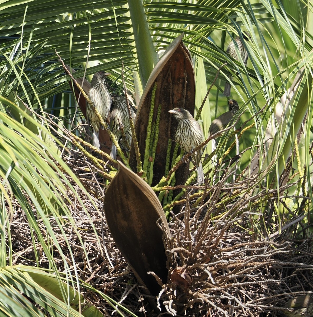 Palmchat - ML647238296