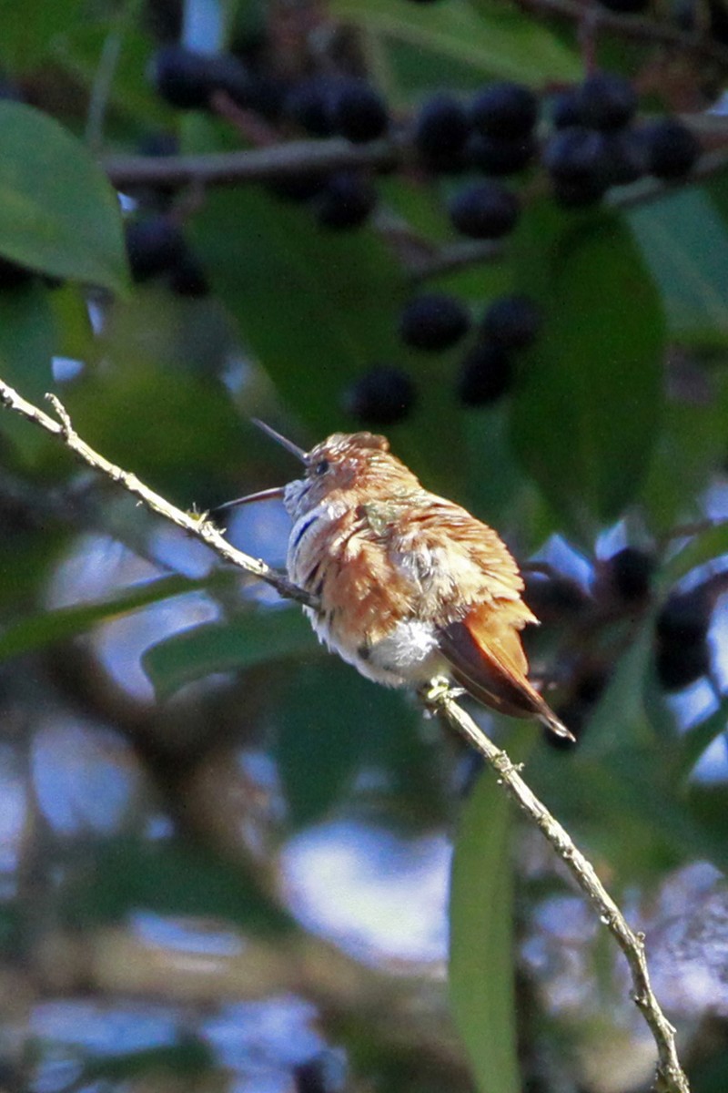 Rufous/Allen's Hummingbird - ML647238310