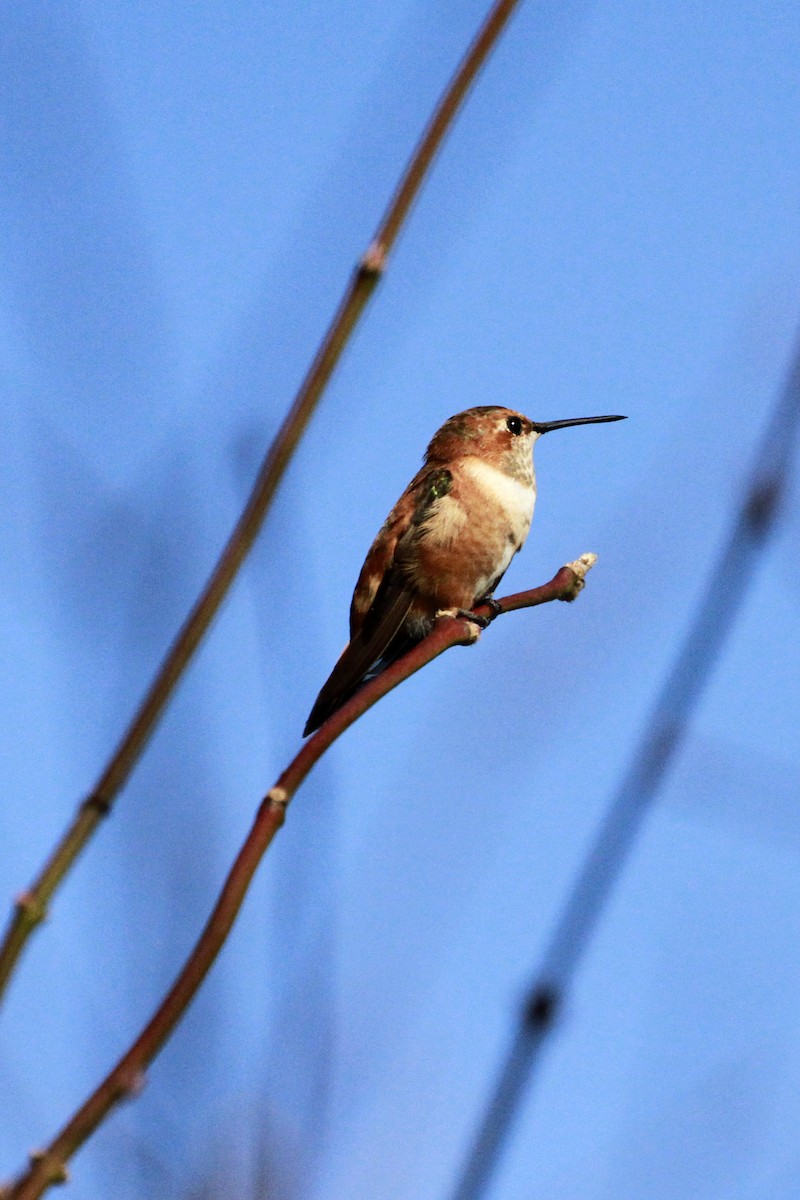 Rufous/Allen's Hummingbird - ML647238311
