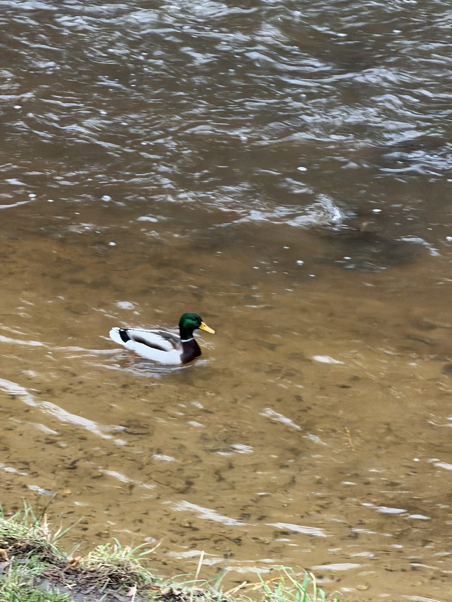 Mallard - ML647238318