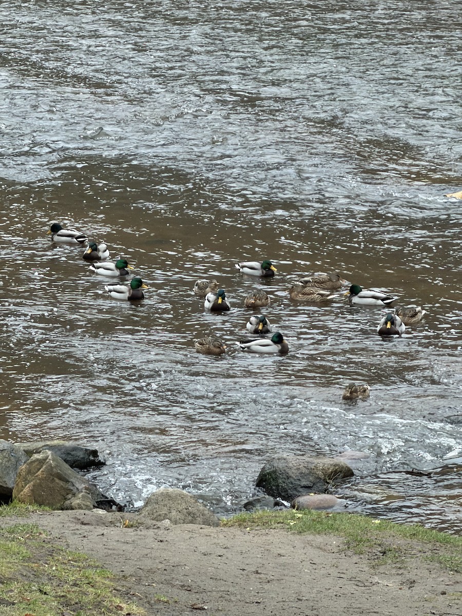 Mallard - ML647238319