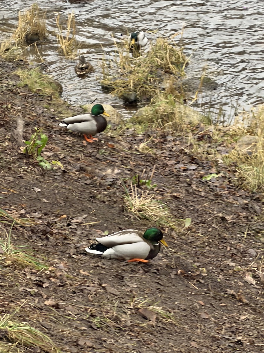 Mallard - ML647238320