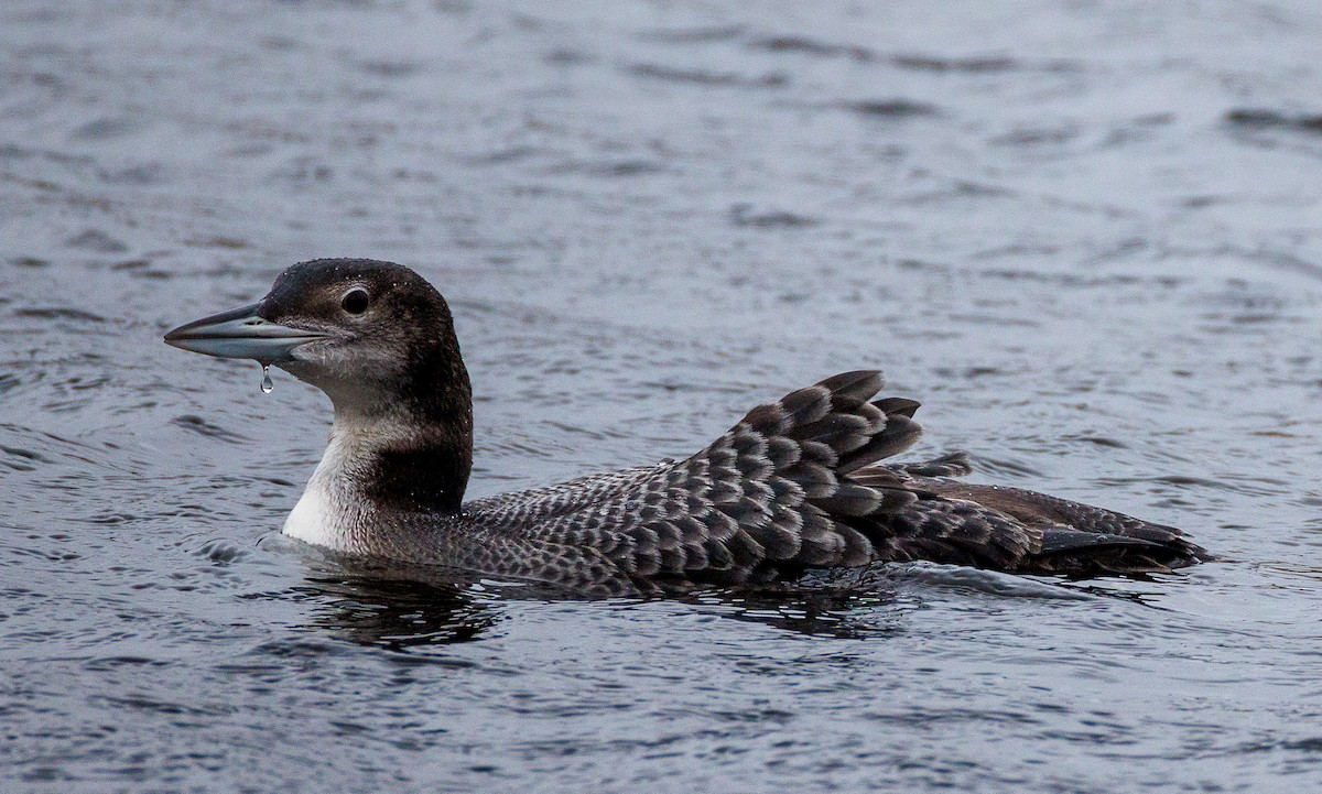 Eistaucher - ML647238321