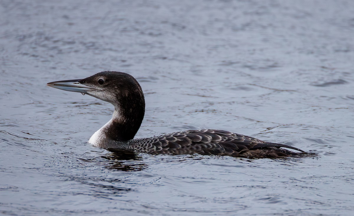 Eistaucher - ML647238322