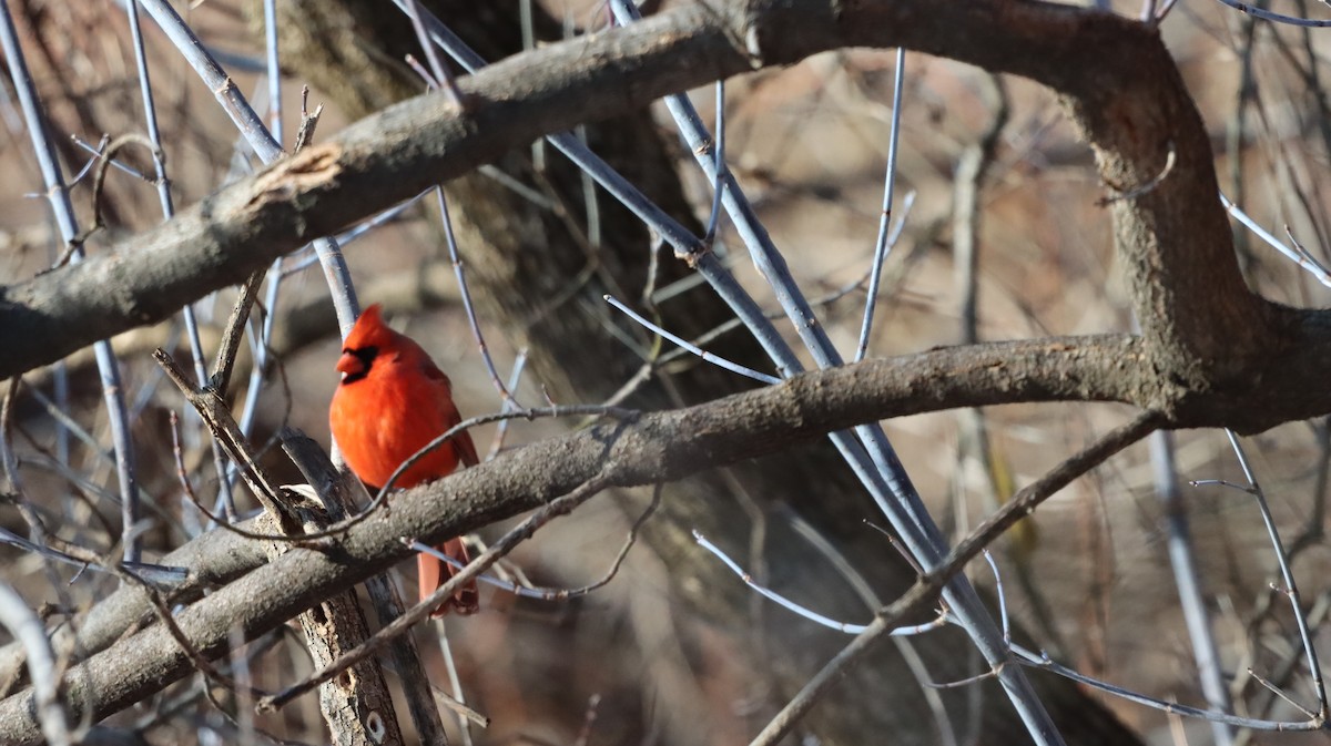 Northern Cardinal - ML647238329