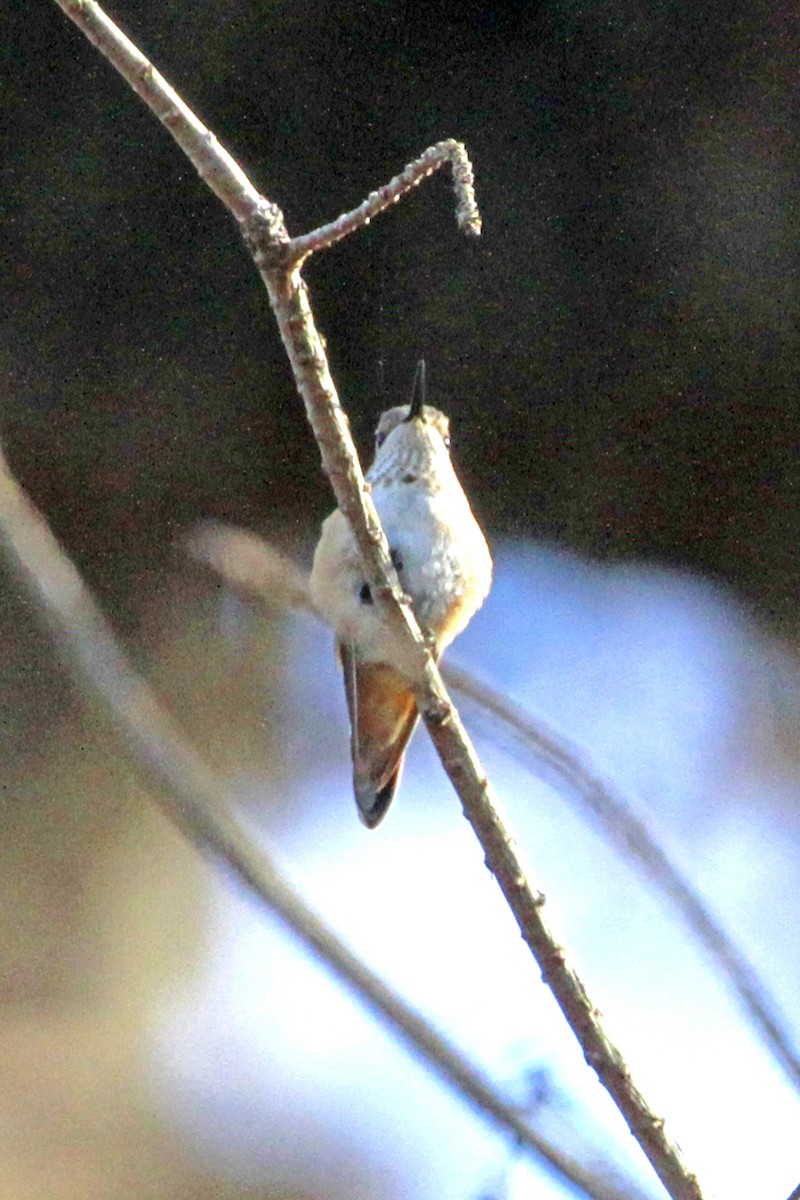 Rufous/Allen's Hummingbird - ML647238330