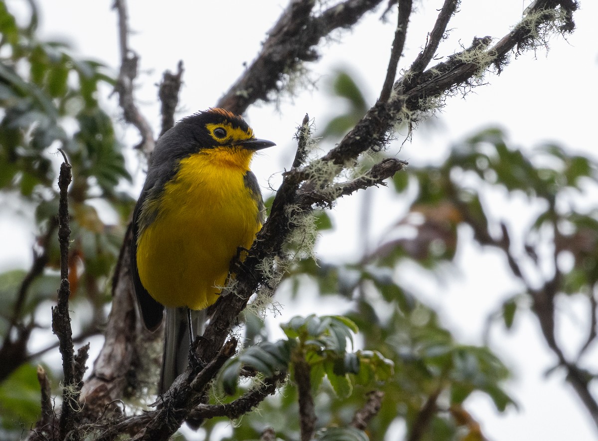 Spectacled Redstart - ML647238331