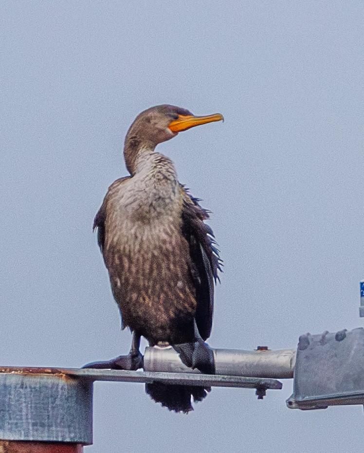 Ohrenscharbe - ML647238334