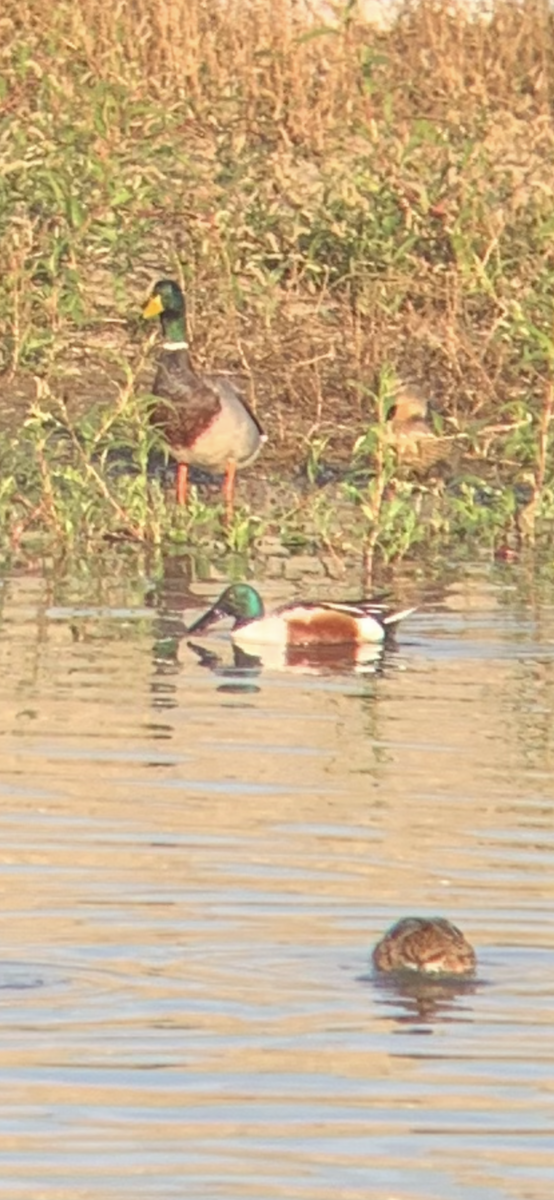 Northern Shoveler - ML647238340