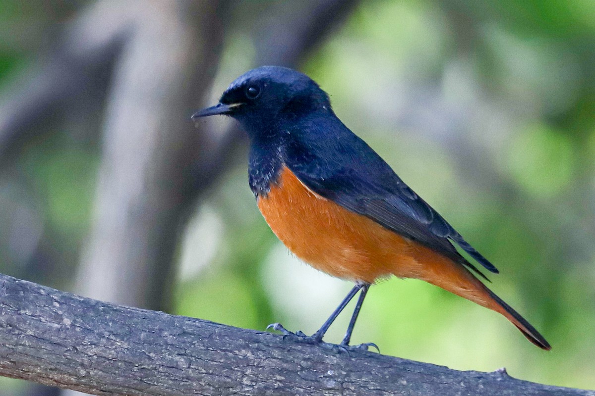 Codirosso spazzacamino - ML647238342