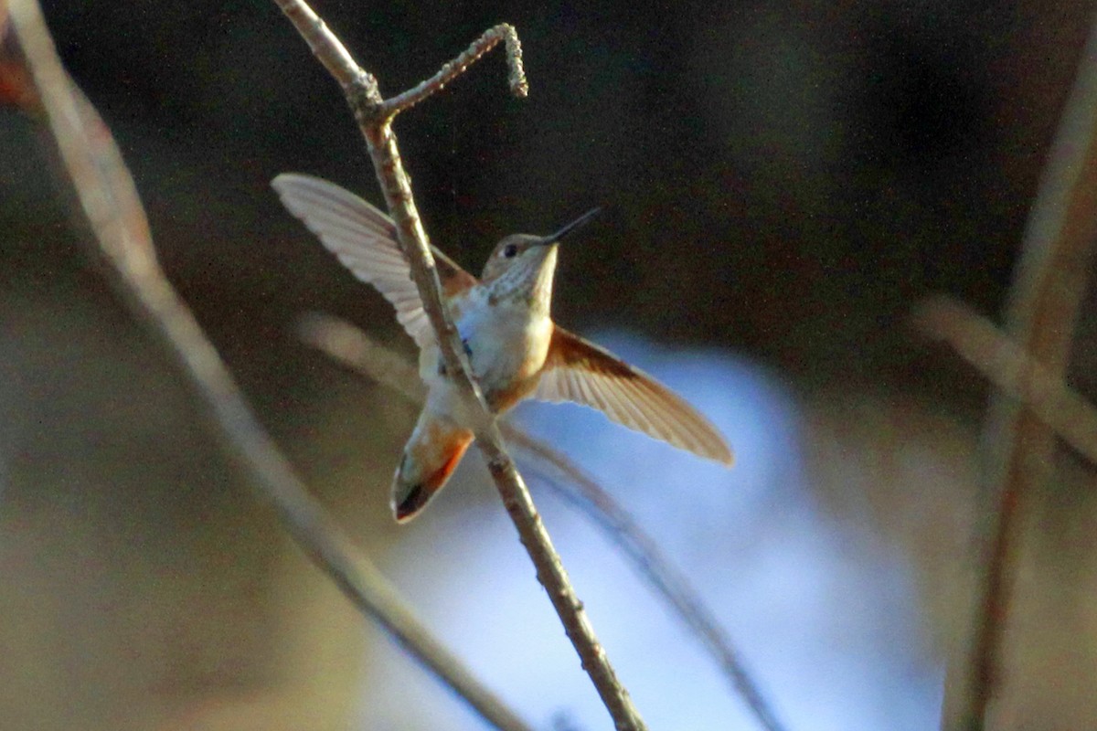Rufous/Allen's Hummingbird - ML647238348