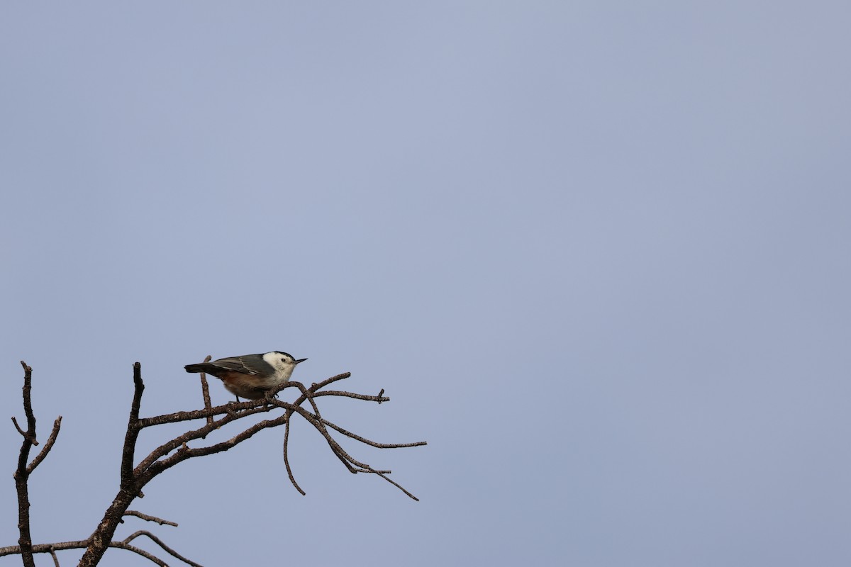 White-breasted Nuthatch - ML647238349