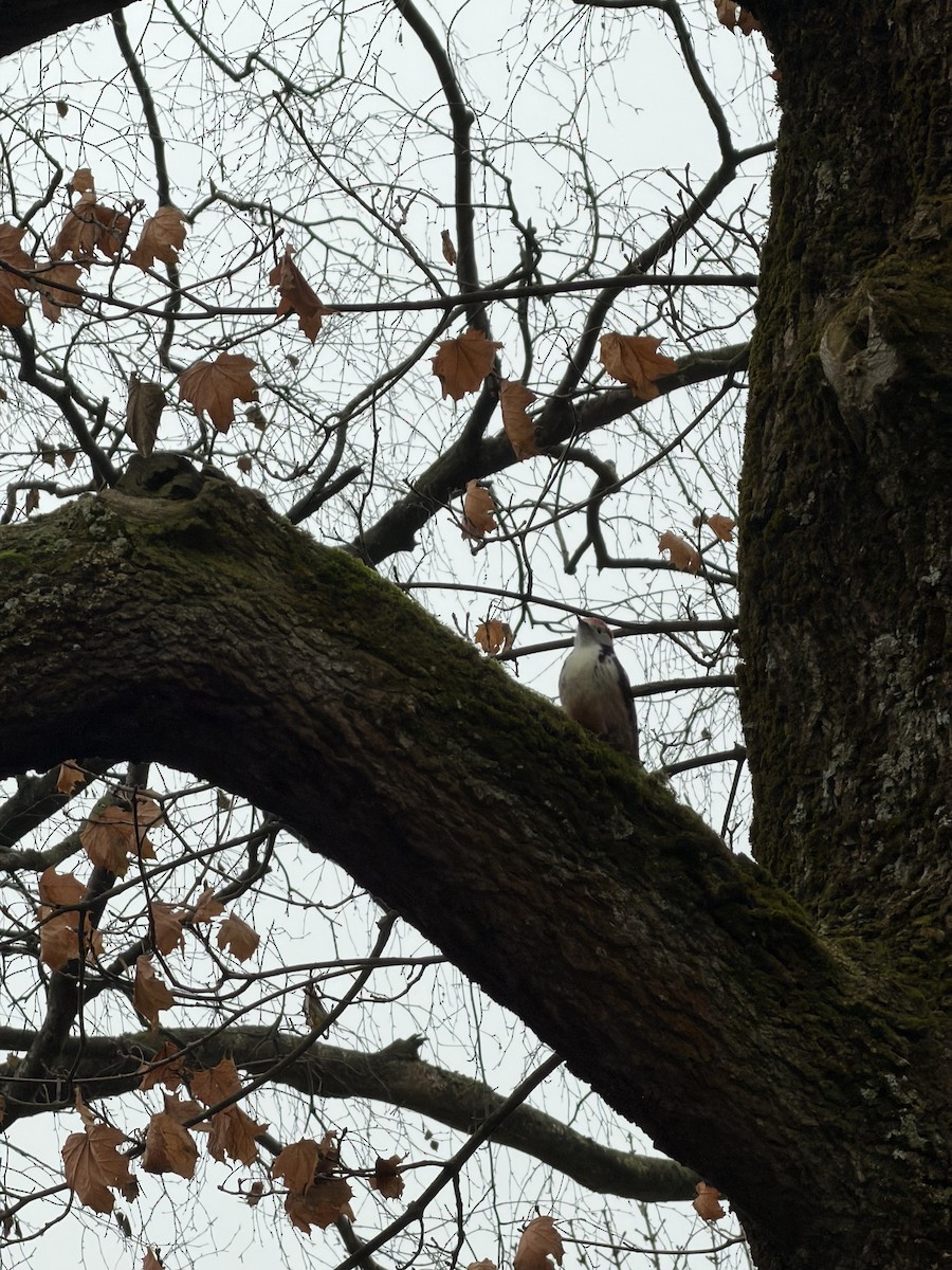 Middle Spotted Woodpecker - ML647238350