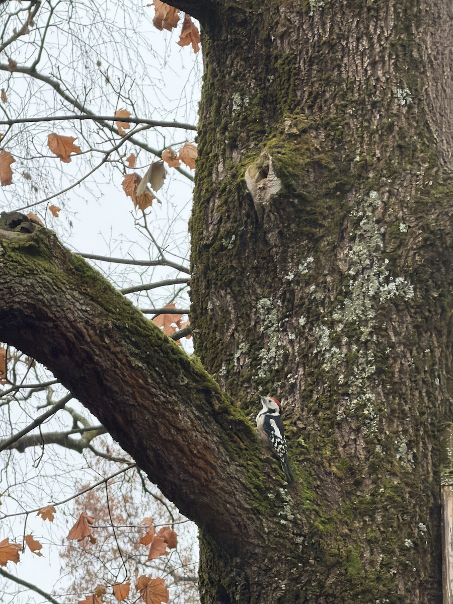 Middle Spotted Woodpecker - ML647238351