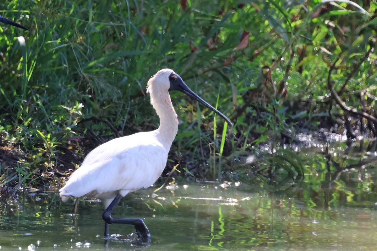 Косар королівський - ML647238352
