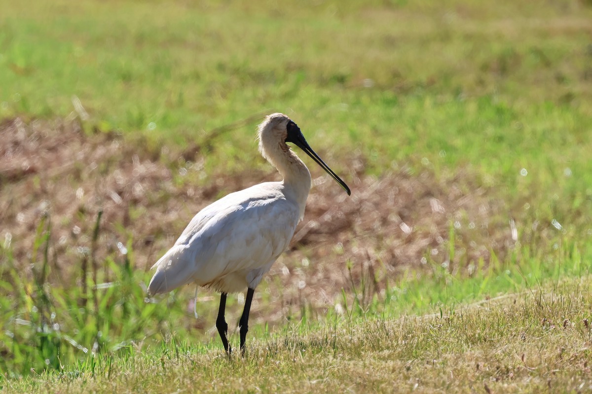 Косар королівський - ML647238353