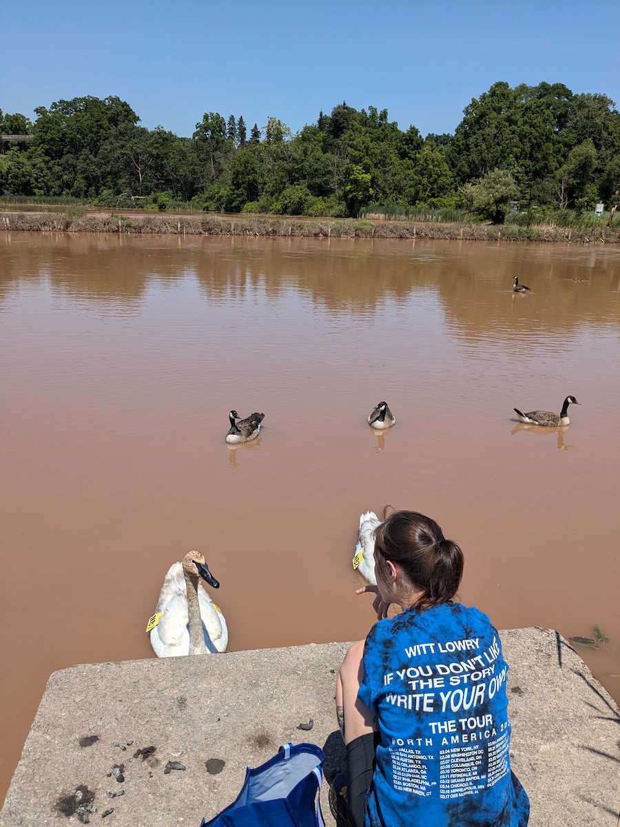 Trumpeter Swan - ML647238356