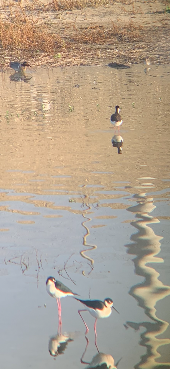 Black-necked Stilt - ML647238359